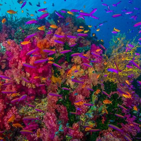 Sau Bay Resort - Off Taveuni Na Sau Bay Екстер'єр фото