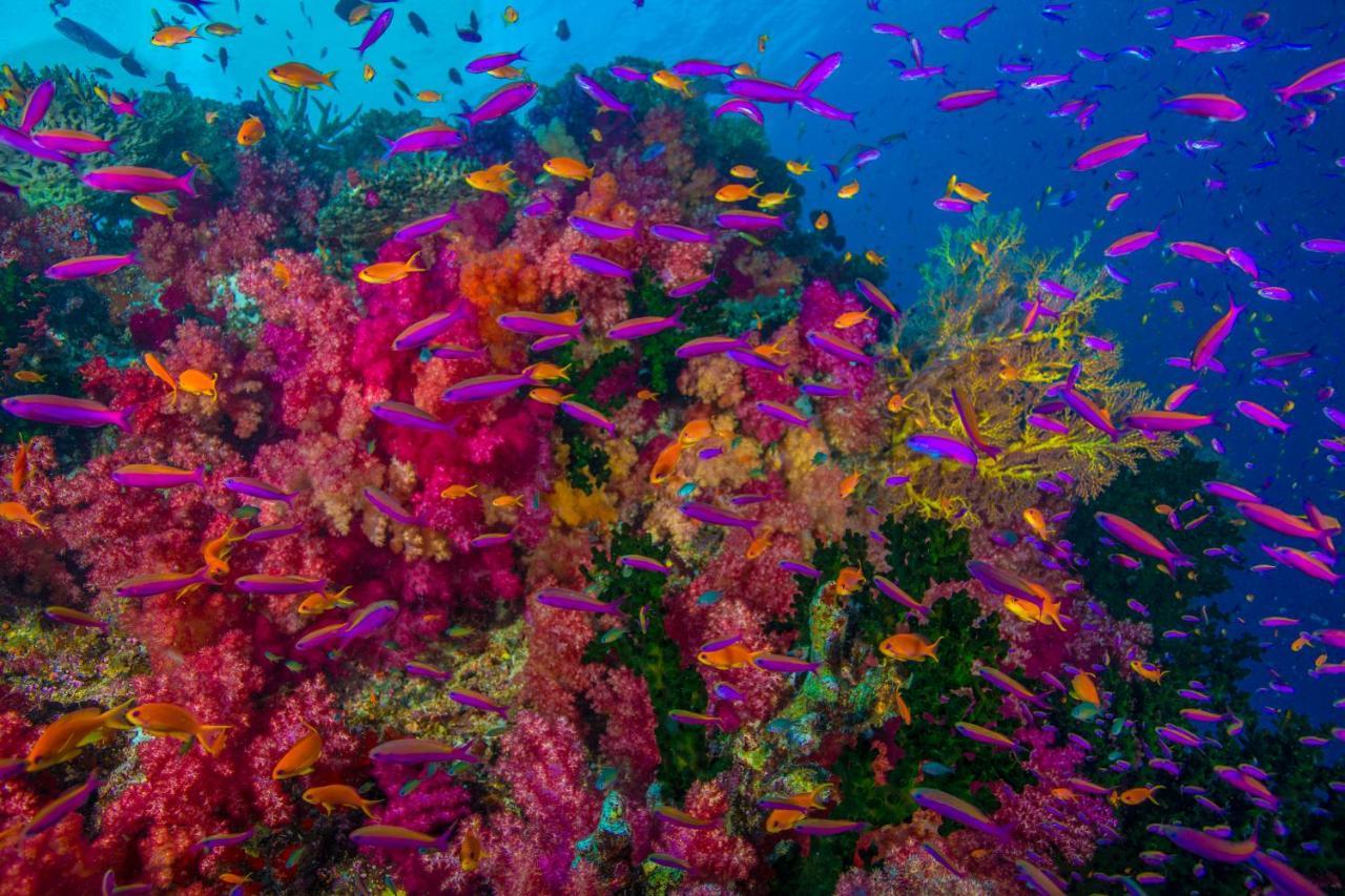 Sau Bay Resort - Off Taveuni Na Sau Bay Екстер'єр фото